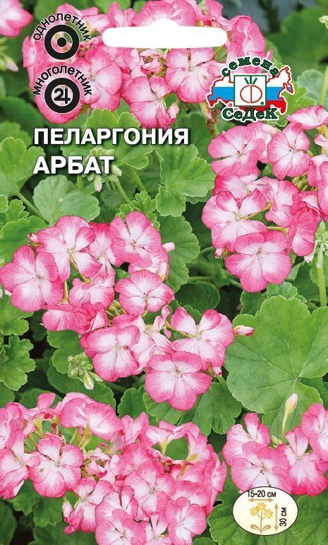 Цветок Пеларгония Арбат