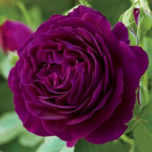 Роза Твайлайт Зон