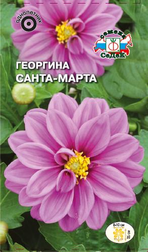 Цветок Георгина Санта-Марта