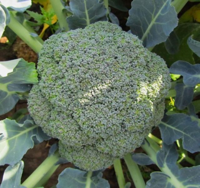 капуста Цезарь  (брок) 10 г