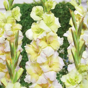 Гладиолус Цера Стелвио 3шт