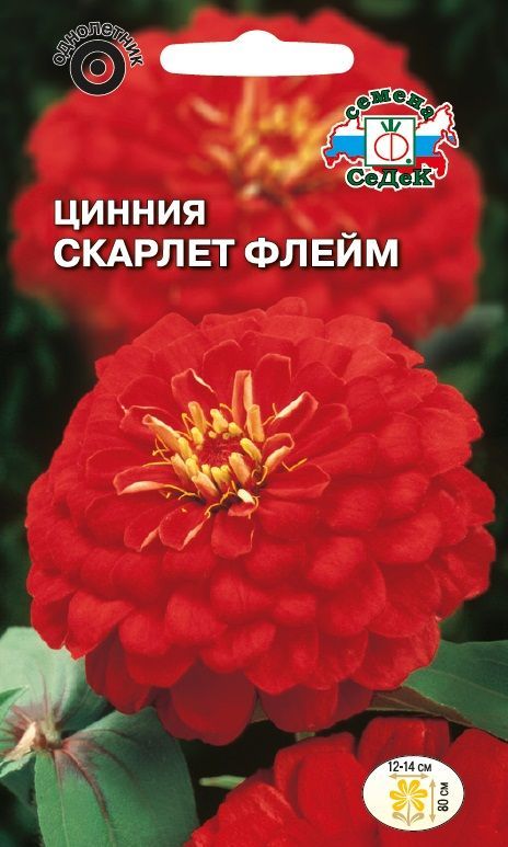 Цветок Цинния Скарлет Флейм георгиновидная