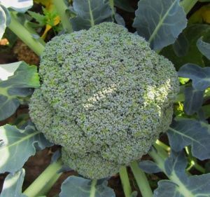 капуста Цезарь  (брок) 10 г