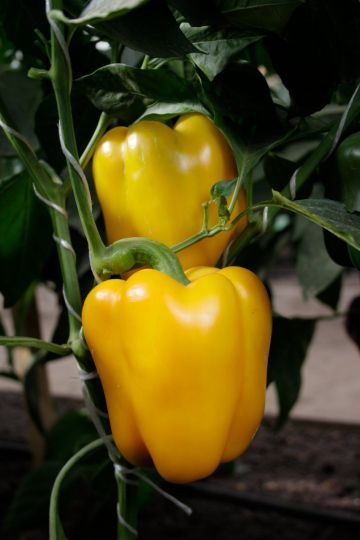 перец Звезда Востока Оранжевая F1  500 сем.