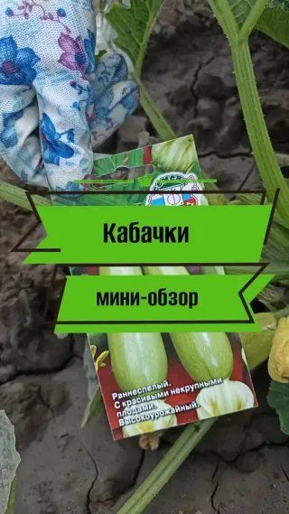 Обзор по кабачкам