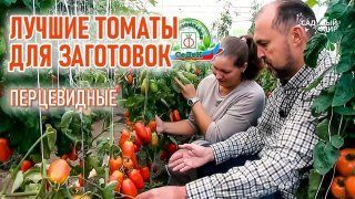 Лучшие томаты для заготовок!