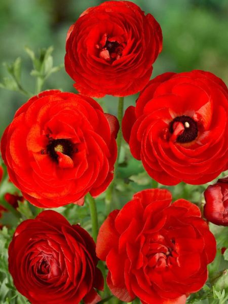 Лютик Красный 10шт