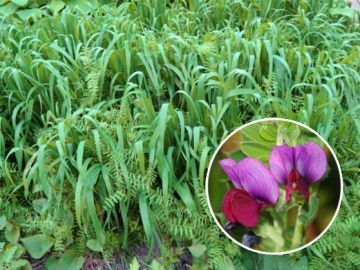 сидерат Вико-овсяная смесь (50/50%)  500 г