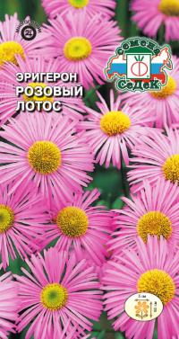 Цветок Эригерон (мелколепестник) Розовый лотос