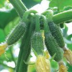 огурец Квартет F1  10 г.