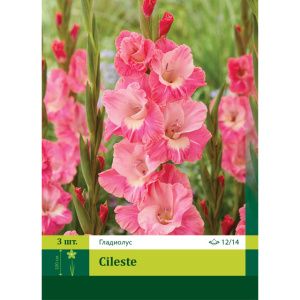 Гладиолус Силесте 3шт