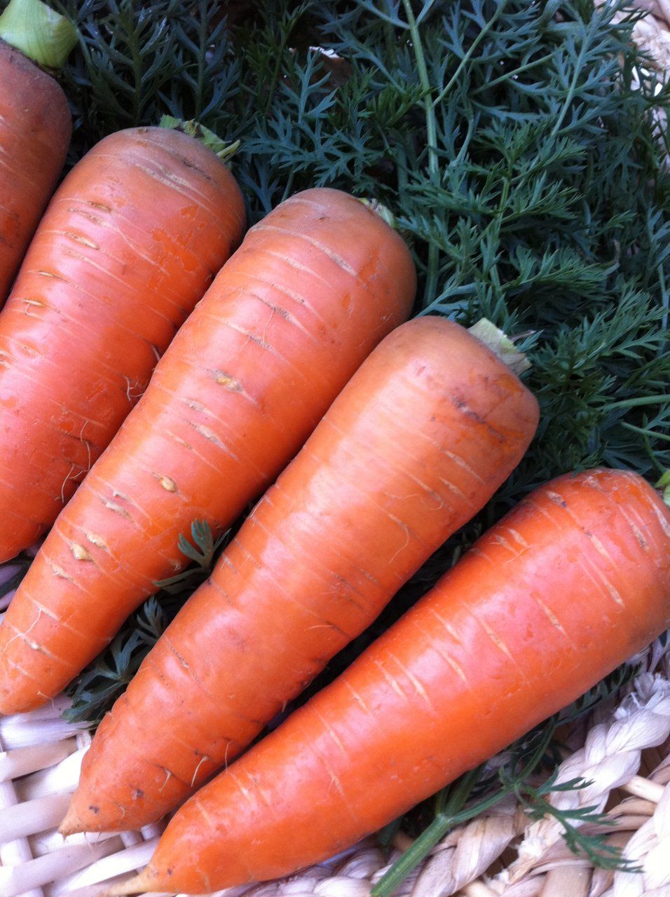 морковь шантане фото
