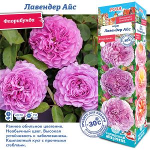 Роза Лавендер Айс