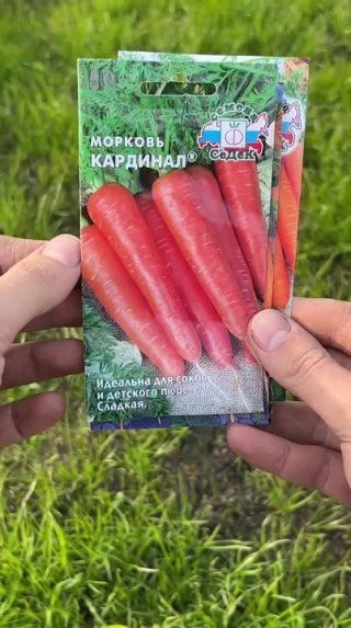 Посев моркови