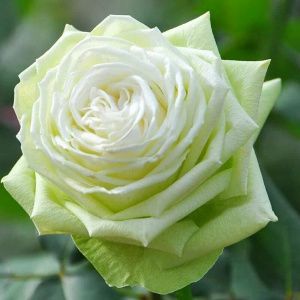 Роза Вакана