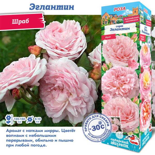 Роза Эглантин