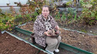 Свёкла Ажур. Ровные корнеплоды — красивый урожай.