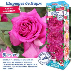 Роза Шартрез Де Парм