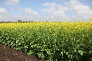 сидерат Горчица 1кг