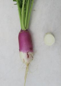 репа Красная шапочка  100 гр.