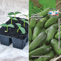 Огурец Патти, кассета 6шт.