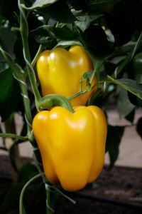 перец Звезда Востока Оранжевая F1  500 сем.