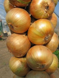 лук Фермер  100 г