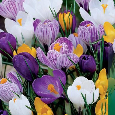 Крокус Смесь ( крупноцветковый)