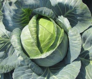 капуста Лозанна F1  (б/к) 10 г.