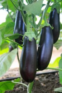 Баклажан Каприз F1 (5 г)