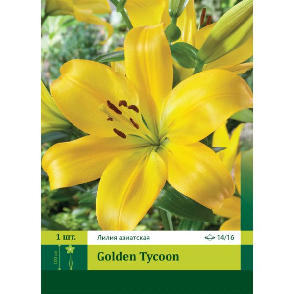 Лилия Голден Тайкун азиатская