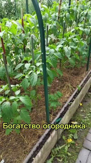 Богатство огородника