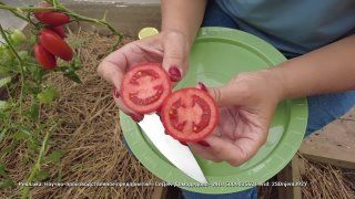 Обзор томатов для защищённого грунта