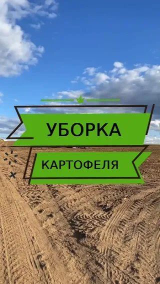 Начали уборку картофеля