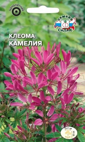 Цветок Клеома Камелия