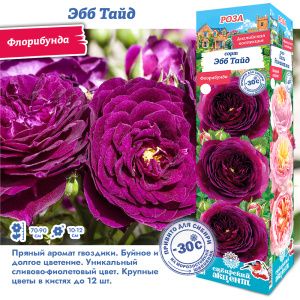 Роза Эбб Тайд