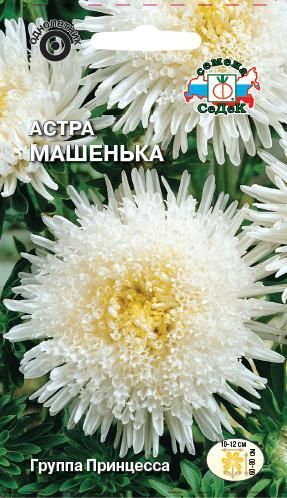 Цветок Астра Машенька