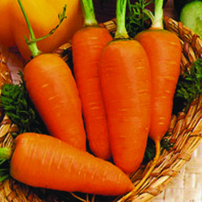 Морковь Шантане 2461 (500 г)