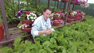Анна Жихарева и её видеообзор свеклы из семян агрокомпании СеДеК