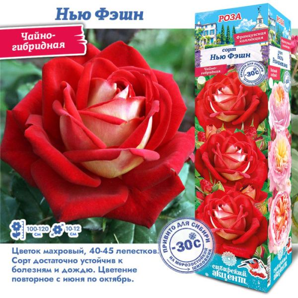 Роза Нью Фэшн