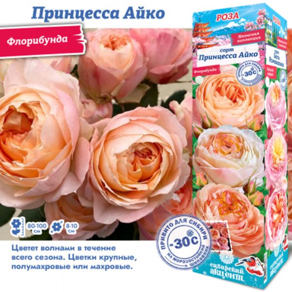 Роза Принцесса Айко