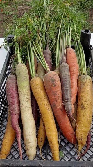 Разноцветная морковь серии Чаровница. Очарование с первой морковки!