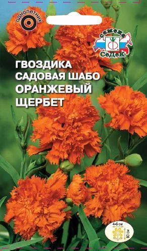 Цветок Гвоздика Оранжевый щербет садовая шабо