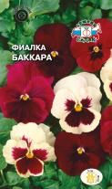 Цветок Фиалка Баккара
