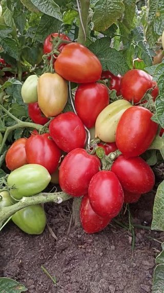 Томат Непас 6 засунет свой "носик" на ваш огородик!;)