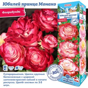 Роза Юбилей Принца Монако