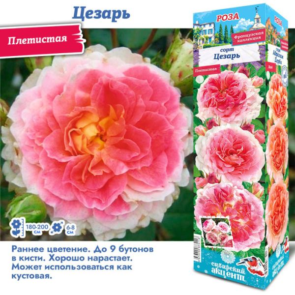 Роза Цезарь