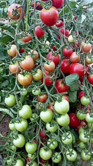 Когда урожай томатов нависает огромным каскадом!