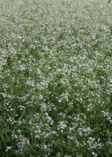 сидерат Редька Масличная  500 г