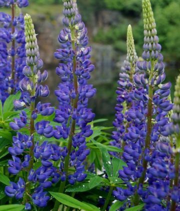 сидерат Люпин  1кг